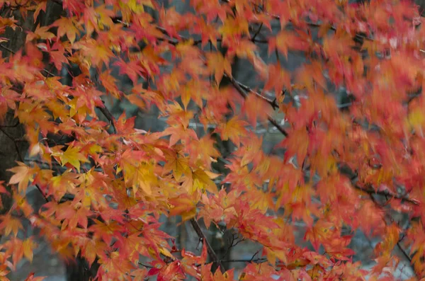 Arce Japonés Acer Palmatum Moviéndose Por Viento Parque Nacional Nikko —  Fotos de Stock