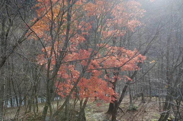 Skog Med Japansk Lönn Acer Palmatum Centrum Nikkos Nationalpark Tochigi — Stockfoto