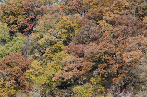 Forêt Feuillue Automne Parc National Nikko Préfecture Tochigi Japon — Photo
