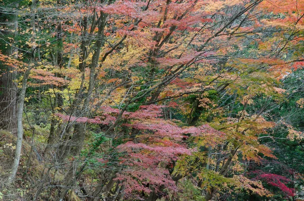 Bosque Hoja Ancha Otoño Parque Nacional Nikko Prefectura Tochigi Japón —  Fotos de Stock