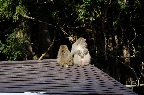 Coppia Macachi Giapponesi Macaca Fuscata Tetto Jigokudani Monkey Park Yamanouchi — Foto Stock