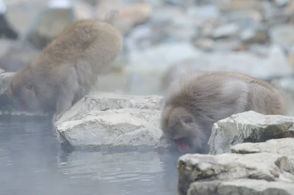 Japanse Makaken Macaca Fuscata Drinkwater Een Warm Bron Zwembad Jigokudani — Stockfoto