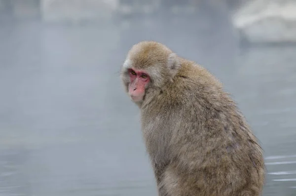 日本猕猴Macaca Fuscata Jigokudani猴园 山内口长野县城Joshinetsu Kogen国家公园 — 图库照片