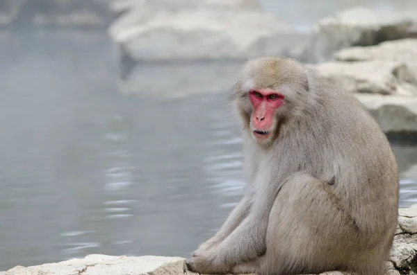 Macaco Giapponese Macaca Fuscata Jigokudani Monkey Park Yamanouchi Prefettura Nagano — Foto Stock