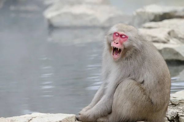 Macaca Fuscata Japonês Mostrando Suas Presas Parque Macaco Jigokudani Yamanouchi — Fotografia de Stock
