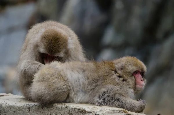 Ene Japanse Makaak Macaca Fuscata Verzorgt Andere Jigokudani Apenpark Ben — Stockfoto