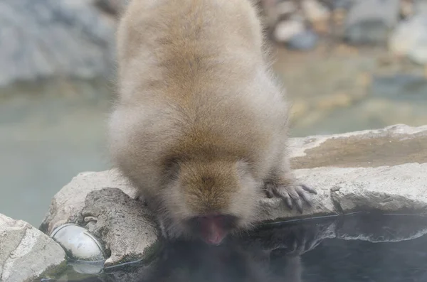 Japanilainen Macaque Macaca Fuscata Juomavesi Kuumassa Lähdealtaassa Jigokudani Apinapuisto Yamanouchi — kuvapankkivalokuva