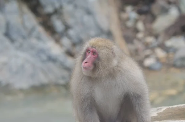 Japonská Macaque Macaca Fuscata Opičí Park Jigokudani Yamanouchi Prefektura Nagano — Stock fotografie