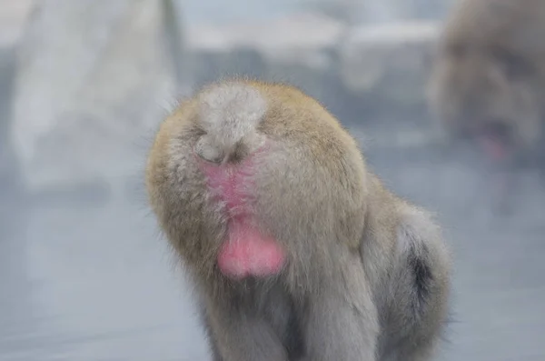 在温泉池中喝水时 看到了日本猕猴Macaca Fuscata的背影 Jigokudani猴园 Joshinetsu Kogen国家公园 — 图库照片