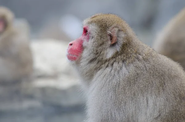 Macaco Giapponese Macaca Fuscata Jigokudani Monkey Park Yamanouchi Prefettura Nagano — Foto Stock