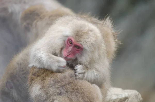Jeden Japonský Macaque Macaca Fuscata Pečuje Druhého Opičí Park Jigokudani — Stock fotografie