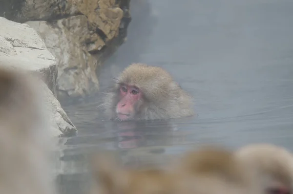 Macaca Fuscata Japonês Banho Uma Piscina Fonte Termal Parque Macaco — Fotografia de Stock