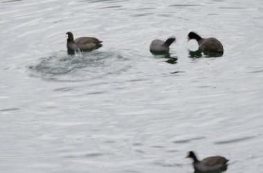 Avrasyalı coots Fulica atra. Kawaguchi Gölü. Yamanashi Bölgesi. Fuji-Hakone-Izu Ulusal Parkı. Honshu. Japonya.