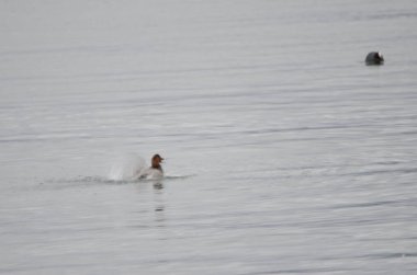 Erkek pochard Aythya ferina banyo yapıyor. Hareket izlenimi vermek için görüntü bulanıklığı. Kawaguchi Gölü. Fuji-Hakone-Izu Ulusal Parkı. Honshu. Japonya.
