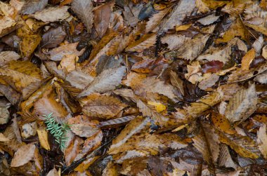 Tatlı kestane rengi Castanea sativa yaprakları. Narusawa 'da. Yamanashi Bölgesi. Fuji-Hakone-Izu Ulusal Parkı. Honshu. Japonya.