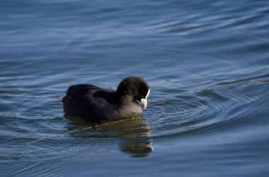 Avrasyalı guguk kuşu Fulica atra yiyecek arıyor. Yamanako Gölü. Yamanashi Bölgesi. Fuji-Hakone-Izu Ulusal Parkı. Honshu. Japonya.