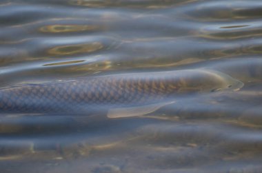 Avrasya sazan balığı Cyprinus carpio. Yamanako Gölü. Yamanakako. Yamanashi Bölgesi. Fuji-Hakone-Izu Ulusal Parkı. Honshu. Japonya.