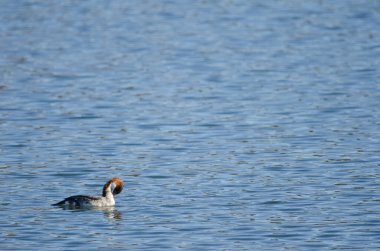 Tachybaptus ruficollis poggei preening. Yamanako Gölü. Yamanakako. Yamanashi Bölgesi. Fuji-Hakone-Izu Ulusal Parkı. Honshu. Japonya.
