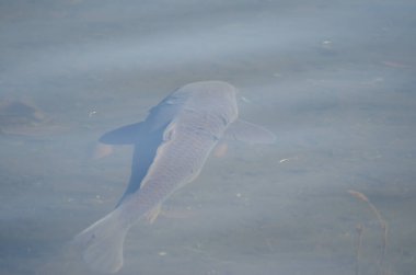 Avrasya sazan balığı Cyprinus carpio. Yamanako Gölü. Yamanakako. Yamanashi Bölgesi. Fuji-Hakone-Izu Ulusal Parkı. Honshu. Japonya.