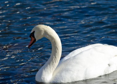 Dilsiz erkek kuğu Cygnus renginde. Yamanako Gölü. Yamanakako. Yamanashi Bölgesi. Fuji-Hakone-Izu Ulusal Parkı. Honshu. Japonya.