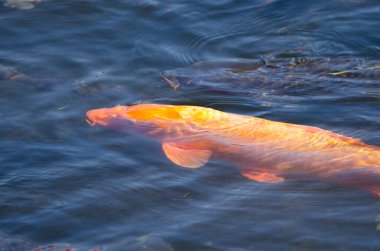 Avrasya sazanı Cyprinus carpio. Yamanako Gölü. Yamanakako. Yamanashi Bölgesi. Fuji-Hakone-Izu Ulusal Parkı. Honshu. Japonya.