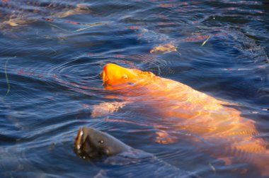 Avrasya sazanı Cyprinus carpio. Yamanako Gölü. Yamanakako. Yamanashi Bölgesi. Fuji-Hakone-Izu Ulusal Parkı. Honshu. Japonya.