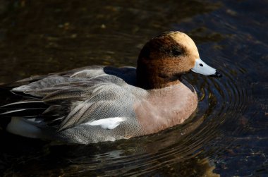 Erkek Avrasyalı Wigeon Mareca Penelope. Yamanako Gölü. Yamanakako. Yamanashi Bölgesi. Fuji-Hakone-Izu Ulusal Parkı. Honshu. Japonya.