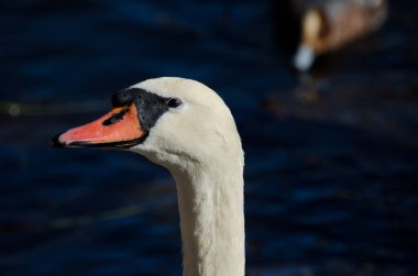 Dilsiz erkek kuğu Cygnus renginde. Yamanako Gölü. Yamanakako. Yamanashi Bölgesi. Fuji-Hakone-Izu Ulusal Parkı. Honshu. Japonya.