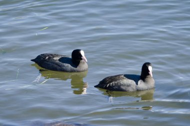 Bir çift Avrasyalı coots Fulica atra. Yamanako Gölü. Yamanakako. Yamanashi Bölgesi. Fuji-Hakone-Izu Ulusal Parkı. Honshu. Japonya.