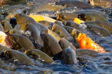 Avrasya sazanı Cyprinus carpio yiyecek bekliyor. Yamanako Gölü. Yamanakako. Yamanashi Bölgesi. Fuji-Hakone-Izu Ulusal Parkı. Honshu. Japonya.