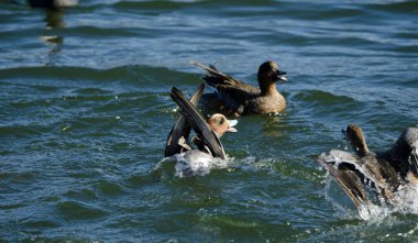 Avrasyalı dullar Mareca Penelope kavga ediyor. Yamanako Gölü. Yamanakako. Yamanashi Bölgesi. Fuji-Hakone-Izu Ulusal Parkı. Honshu. Japonya.