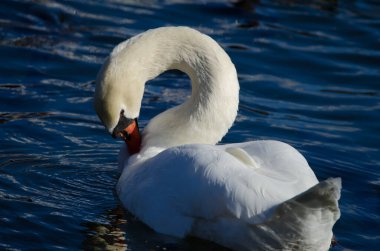 Dilsiz kuğu Cygnus renklendirmesi. Yamanako Gölü. Yamanakako. Yamanashi Bölgesi. Fuji-Hakone-Izu Ulusal Parkı. Honshu. Japonya.
