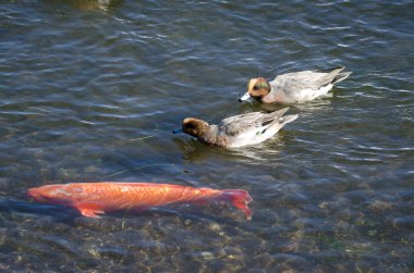 Avrasyalı erkekler Mareca Penelope ve Avrasya sazan balığı Cyprinus carpio. Yamanako Gölü. Yamanakako. Yamanashi Bölgesi. Honshu. Japonya.