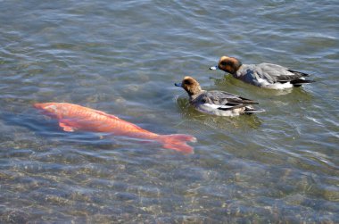 Avrasyalı erkekler Mareca Penelope ve Avrasya sazan balığı Cyprinus carpio. Yamanako Gölü. Yamanakako. Yamanashi Bölgesi. Honshu. Japonya.