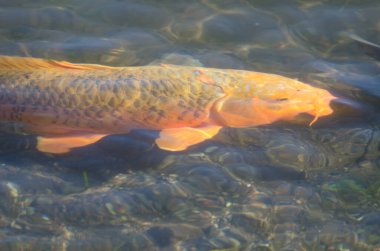 Avrasya sazan balığı Cyprinus carpio. Yamanako Gölü. Yamanakako. Yamanashi Bölgesi. Fuji-Hakone-Izu Ulusal Parkı. Honshu. Japonya.