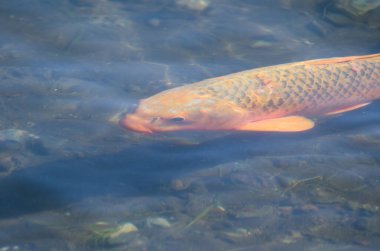 Avrasya sazan balığı Cyprinus carpio. Yamanako Gölü. Yamanakako. Yamanashi Bölgesi. Fuji-Hakone-Izu Ulusal Parkı. Honshu. Japonya.