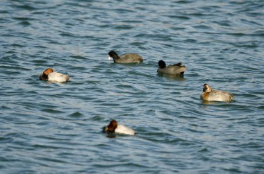 Aythya Ferina ve Avrasyalı öküzler Fulica atra. Yamanako Gölü. Yamanakako. Yamanashi Bölgesi. Honshu. Japonya.