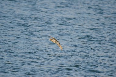 Avrasyalı dişi mareca penelope uçuyor. Hareket izlenimi vermek için görüntü bulanıklığı. Yamanako Gölü. Yamanakako. Yamanashi Bölgesi. Honshu. Japonya.