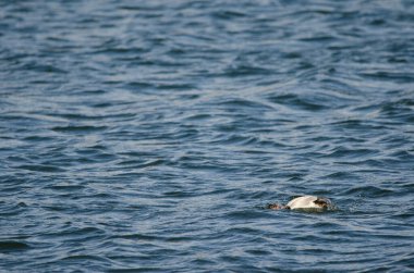 Erkek pochard Aythya ferina banyo yapıyor. Yamanako Gölü. Yamanakako. Yamanashi Bölgesi. Fuji-Hakone-Izu Ulusal Parkı. Honshu. Japonya.
