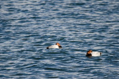 Erkekler pochard Aythya ferina dinleniyor. Yamanako Gölü. Yamanakako. Yamanashi Bölgesi. Fuji-Hakone-Izu Ulusal Parkı. Honshu. Japonya.