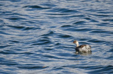 Siyah boyunlu Podiceps nigricollis. Üremeyen tüyler. Yamanako Gölü. Yamanakako. Yamanashi Bölgesi. Honshu. Japonya.