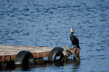 Büyük karabatak Phalacrocorax karbo hanedae esniyor. Yamanako Gölü. Yamanakako. Yamanashi Bölgesi. Fuji-Hakone-Izu Ulusal Parkı. Honshu. Japonya.