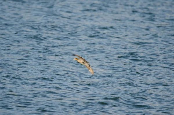 Avrasyalı dişi mareca penelope uçuyor. Hareket izlenimi vermek için görüntü bulanıklığı. Yamanako Gölü. Yamanakako. Yamanashi Bölgesi. Honshu. Japonya.