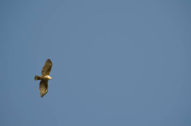 Gri yüzlü akbaba Butastur havalandı. Shiretoko Ulusal Parkı. Shiretoko Yarımadası. Hokkaido. Japonya.