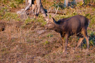 Erkek geyik Cervus nippon yeesoensis. Shiretoko Ulusal Parkı. Shiretoko Yarımadası. Hokkaido. Japonya.