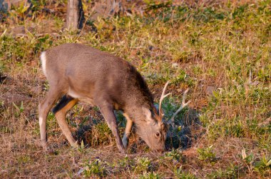 Erkek geyik Cervus nippon yeesoensis otluyor. Shiretoko Ulusal Parkı. Shiretoko Yarımadası. Hokkaido. Japonya.