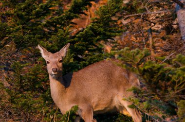 Dişi geyik Cervus nippon yeesoensis. Shiretoko Ulusal Parkı. Shiretoko Yarımadası. Hokkaido. Japonya.