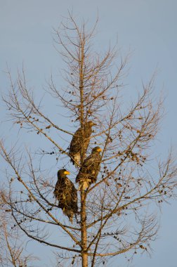 Genç Steller 'lar ağaçtaki Haliaeetus pelagicus deniz kartalları. Kiyosato. Hokkaido. Japonya.