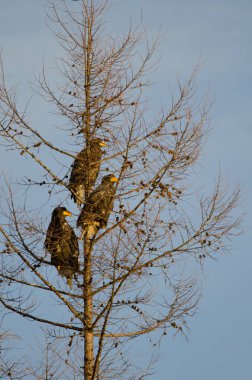 Genç Steller 'lar ağaçtaki Haliaeetus pelagicus deniz kartalları. Kiyosato. Hokkaido. Japonya.