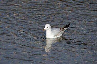 Olgunlaşmamış siyah başlı martı Chroicocephalus ridibundus. Motosakumui Bashi. Shibetsu. Hokkaido. Japonya.